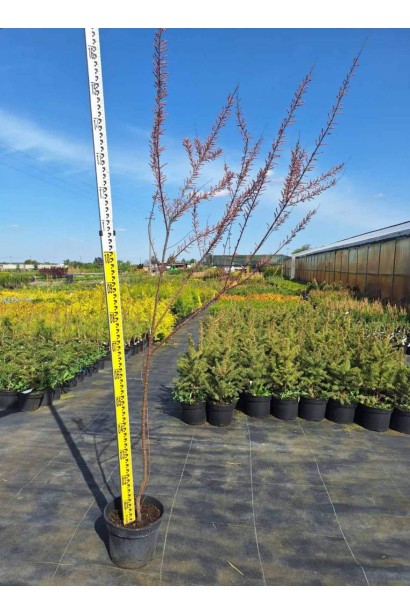 Тамарікс галузистий - 3л/вис.50-70см/Ø35-45см